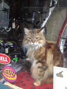 cat in bike shop